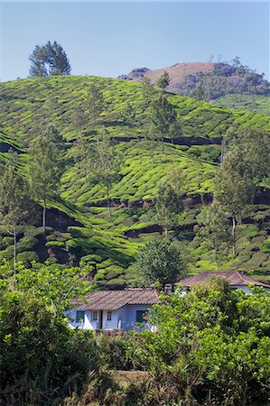 simsearch:841-06807388,k - Tea plantation in the mountains of Munnar, Kerala, India, Asia Stockbilder - Lizenzpflichtiges, Bildnummer: 841-06501006