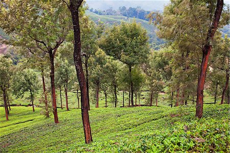 Tea plantations in Munnar, Kerala, India, Asia Stock Photo - Rights-Managed, Code: 841-06501000