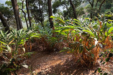 plantation - Cardamom plantation in the mountains of Munnar, Kerala, India, Asia Stock Photo - Rights-Managed, Code: 841-06501002