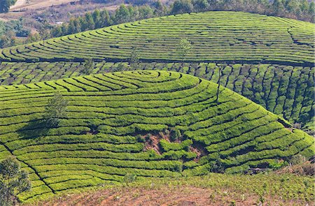Tea plantation in the mountains of Munnar, Kerala, India, Asia Stock Photo - Rights-Managed, Code: 841-06501015