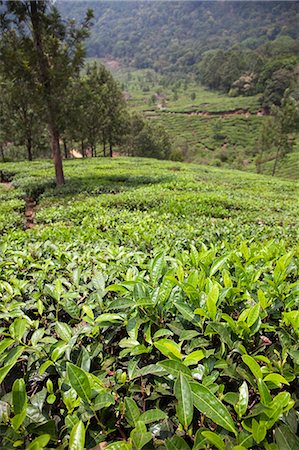 simsearch:841-03870216,k - Tea plantation in the mountains of Munnar, Kerala, India, Asia Stock Photo - Rights-Managed, Code: 841-06501011