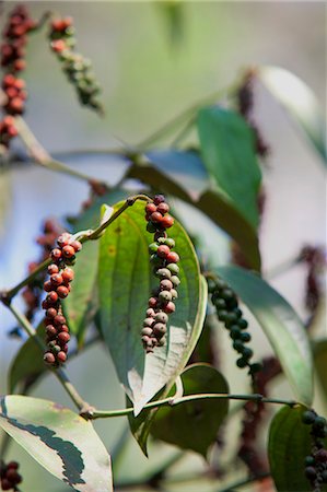 food photography of india - Peppercorn plant, Kerala, India, Asia Stock Photo - Rights-Managed, Code: 841-06501035