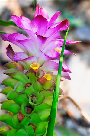 Turmeric flower, Kerala, India, Asia Stock Photo - Rights-Managed, Code: 841-06501036