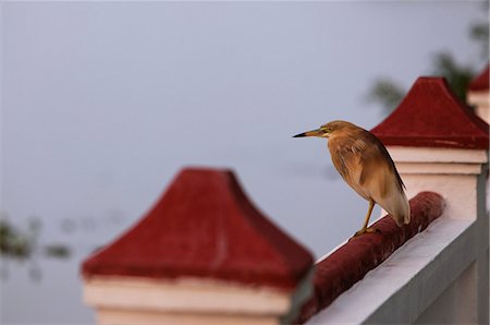 red bird feathers - Indian pond heron, Kerala, India, Asia Stock Photo - Rights-Managed, Code: 841-06501039