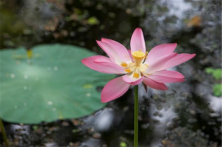 Lotus flower (water lily), Kerala, India, Asia Stockbilder - Lizenzpflichtiges, Bildnummer: 841-06501044