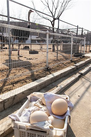 fenced - Ostrich farm near Pyongyang which supplies Ostrich meat to some of Pyongyang's restaurants, Democratic People's Republic of Korea (DPRK), North Korea, Asia Stock Photo - Rights-Managed, Code: 841-06501152