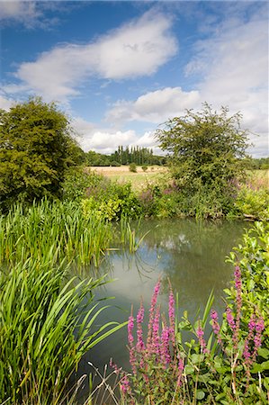 reeds - Wildflowers growing beside the River Windrush near Burford, The Cotswolds, Oxfordshire, England, United Kingdom, Europe Foto de stock - Con derechos protegidos, Código: 841-06501306