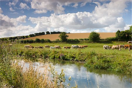 Cattle grazing beside the River Windrush near Swinbrook in the Cotswolds, Oxfordshire, England, United Kingdom, Europe Stock Photo - Rights-Managed, Code: 841-06501320