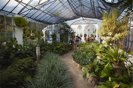 People inside orchid house at Botanical Gardens (Jardim Botanico), Rio de Janeiro, Brazil, South America Fotografie stock - Rights-Managed, Codice: 841-06501509