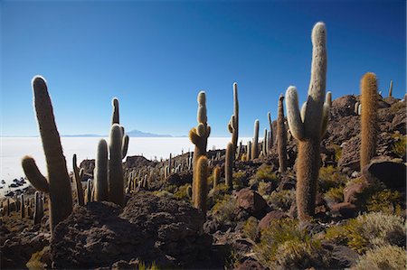 salt plains - Isla del Pescado (Fish Island) on Salar de Uyuni (Salt Flats of Uyuni), Potosi Department, Bolivia, South America Photographie de stock - Rights-Managed, Code: 841-06501697