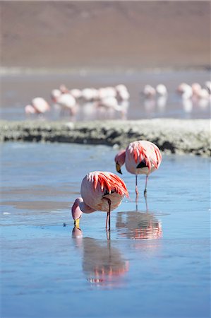 Flamingoes at Laguna Adeyonda on Altiplano, Potosi Department, Bolivia, South America Stockbilder - Lizenzpflichtiges, Bildnummer: 841-06501715