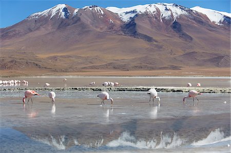 flamingo - Flamingoes at Laguna Adeyonda on Altiplano, Potosi Department, Bolivia, South America Stockbilder - Lizenzpflichtiges, Bildnummer: 841-06501717