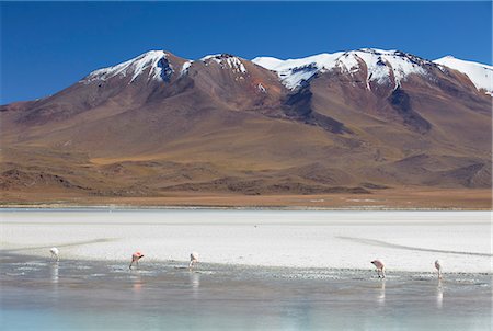 simsearch:841-06501695,k - Flamingoes at Laguna Adeyonda on Altiplano, Potosi Department, Bolivia, South America Photographie de stock - Rights-Managed, Code: 841-06501712