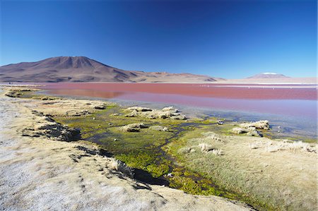 Laguna Colorada on the Altiplano, Potosi Department, Bolivia, South America Foto de stock - Con derechos protegidos, Código: 841-06501725