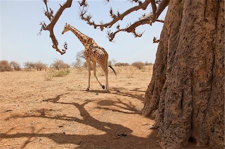 Giraffe in the park of Koure, 60 km east of Niamey, one of the last giraffes in West Africa after the drought of the seventies, they remain under the threat of deforestation, Niger, West Africa, Africa Foto de stock - Con derechos protegidos, Código: 841-06502070