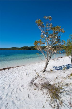 sandy beach - McKenzie Lake, Fraser Island, UNESCO World Heritage Site, Queensland, Australia, Pacific Stock Photo - Rights-Managed, Code: 841-06502279