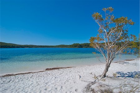 simsearch:841-06502297,k - McKenzie Lake, Fraser Island, UNESCO World Heritage Site, Queensland, Australia, Pacific Stockbilder - Lizenzpflichtiges, Bildnummer: 841-06502280