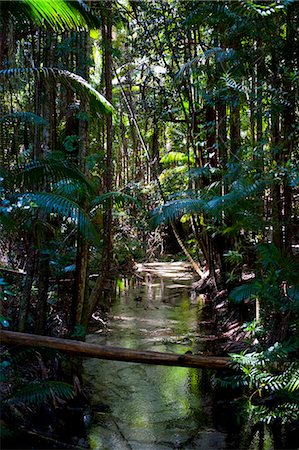 simsearch:6119-08268646,k - Tropical trees on Fraser Island, UNESCO World Heritage Site, Queensland, Australia, Pacific Stockbilder - Lizenzpflichtiges, Bildnummer: 841-06502282