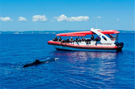 Humpback whale (Megaptera novaeangliae) and people whale watching in Harvey Bay, Queensland, Australia, Pacific Stock Photo - Rights-Managed, Code: 841-06502304