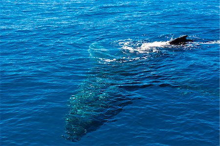 simsearch:841-06499548,k - Humpback whale (Megaptera novaeangliae) in Harvey Bay, Queensland, Australia, Pacific Photographie de stock - Rights-Managed, Code: 841-06502301