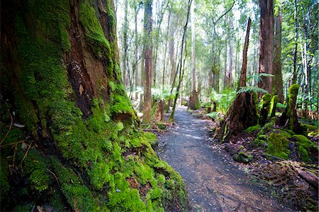 simsearch:841-07457659,k - Pandani Grove Nature Trail, Mount Field National Park, Tasmania, Australia, Pacific Foto de stock - Con derechos protegidos, Código: 841-06502434