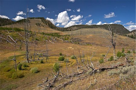 Trunks of lodgepole pines on Blacktail Deer Plateau, Yellowstone National Park, UNESCO World Heritage Site, Wyoming, United States of America, North America Foto de stock - Con derechos protegidos, Código: 841-06502685