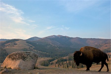 Bison and Mount Washburn in early morning light, Yellowstone National Park, UNESCO World Heritage Site, Wyoming, United States of America, North America Foto de stock - Con derechos protegidos, Código: 841-06502699