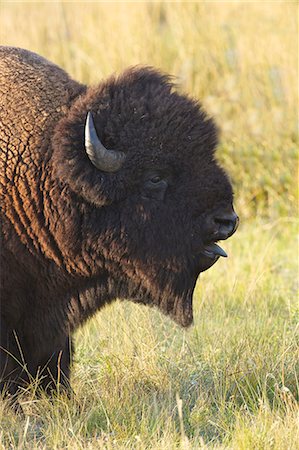 furry - Bison in the Lamar Valley, Yellowstone National Park, UNESCO World Heritage Site, Wyoming, United States of America, North America Photographie de stock - Rights-Managed, Code: 841-06502710