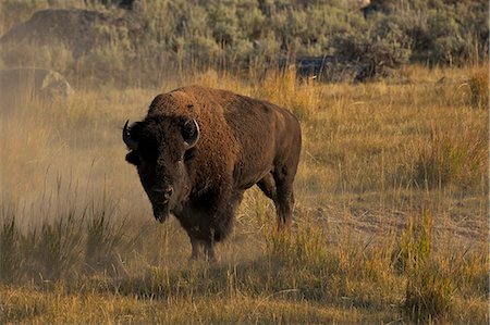 simsearch:841-07205478,k - Bison in the Lamar Valley, Yellowstone National Park, UNESCO World Heritage Site, Wyoming, United States of America, North America Foto de stock - Con derechos protegidos, Código: 841-06502711