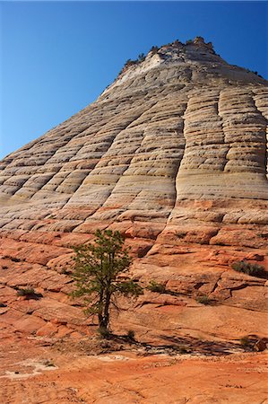 simsearch:841-06502754,k - Checkerboard Mesa, formed of Navajo sandstone, Zion National Park, Utah, United States of America, North America Photographie de stock - Rights-Managed, Code: 841-06502785