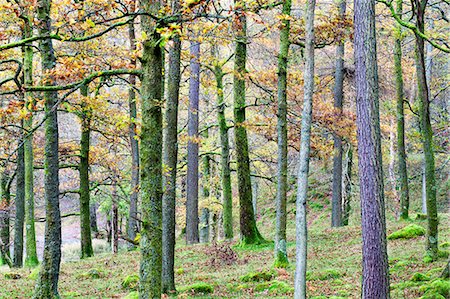 Pine trees in woodland near Grange, Borrowdale, Lake District National Park, Cumbria, England, United Kingdom, Europe Stockbilder - Lizenzpflichtiges, Bildnummer: 841-06503047