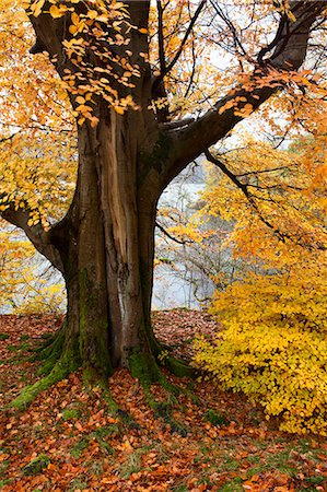 Autumn trees by Ullswater near Glenridding, Lake District National Park, Cumbria, England, United Kingdom, Europe Foto de stock - Con derechos protegidos, Código: 841-06503053