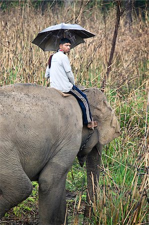 royal chitwan national park - Elephant with ranger, Chitwan National Park, UNESCO World Heritage Site, Western Terai, Nepal, Asia Photographie de stock - Rights-Managed, Code: 841-06503099