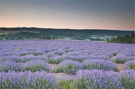 provenza - Lavender fields near to Sault, Vaucluse, Provence, France, Europe Foto de stock - Con derechos protegidos, Código: 841-06503212