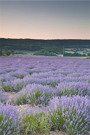provence lavender - Lavender fields near Sault, Vaucluse, Provence, France, Europe Stock Photo - Rights-Managed, Code: 841-06503213