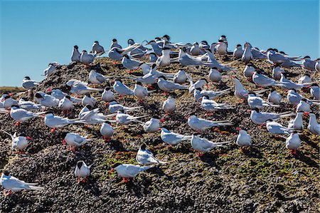 patagonie - South American terns (Sterna hirundinacea) near Rio Deseado, Puerto Deseado, Santa Cruz, Patagonia, Argentina, South America Foto de stock - Con derechos protegidos, Código: 841-06616307