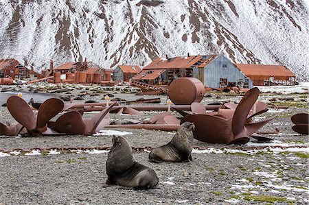 Antarctic fur seal (Arctocephalus gazella) amongst the remains of the abandoned Stromness Whaling Station, South Georgia Island, South Atlantic Ocean, Polar Regions Photographie de stock - Rights-Managed, Code: 841-06616317