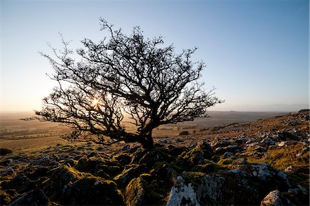 Stunted tree on Dartmoor, Devon, England, United Kingdom, Europe Stockbilder - Lizenzpflichtiges, Bildnummer: 841-06616350