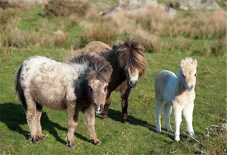 foal - Ponies and foal on Dartmoor, Devon, England, United Kingdom, Europe Stock Photo - Rights-Managed, Code: 841-06616351