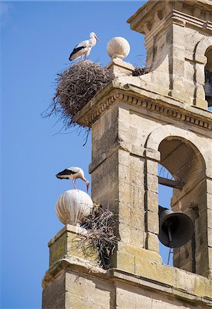 Two European white storks (Ciconia ciconia) and their nests on a convent bell tower, against a blue sky, Santo Domingo, La Rioja, Spain, Europe Foto de stock - Con derechos protegidos, Código: 841-06616372