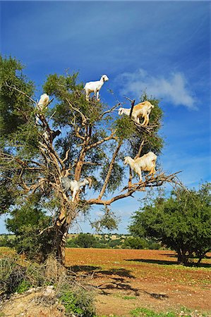 Goats on tree, Morocco, North Africa, Africa Foto de stock - Con derechos protegidos, Código: 841-06616501