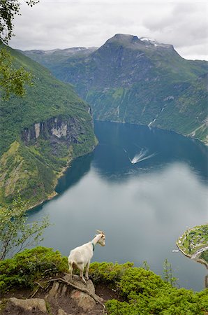 Goats overlooking Geirangerfjorden, near Geiranger, UNESCO World Heritage Site, More og Romsdal, Norway, Scandinavia, Europe Stock Photo - Rights-Managed, Code: 841-06616565