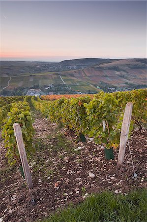 The vineyards of Sancerre draped in autumn colours, Cher, Centre, France, Europe Foto de stock - Con derechos protegidos, Código: 841-06617006