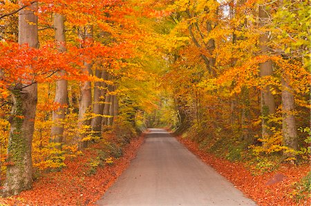 fall season - Autumn colours in the beech trees on the road to Turkdean in the Cotwolds, Gloucestershire, England, United Kingdom, Europe Stock Photo - Rights-Managed, Code: 841-06617017