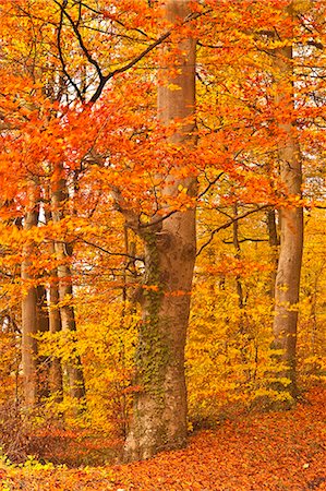 Autumn colours in the beech trees near to Turkdean in the Cotwolds, Gloucestershire, England, United Kingdom, Europe Photographie de stock - Rights-Managed, Code: 841-06617018