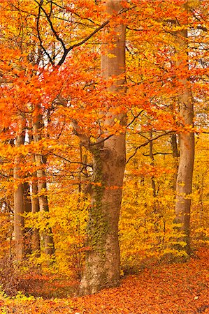 Autumn colours in the beech trees near to Turkdean in the Cotwolds, Gloucestershire, England, United Kingdom, Europe Foto de stock - Con derechos protegidos, Código: 841-06617018