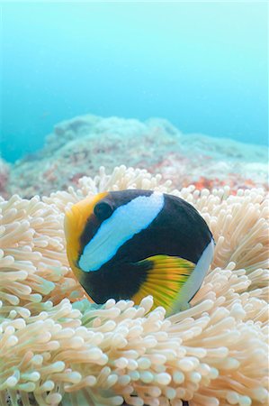 Clark's Anemonefish (Amphiprion clarkii,) Southern Thailand, Andaman Sea, Indian Ocean, Asia Foto de stock - Con derechos protegidos, Código: 841-06617033