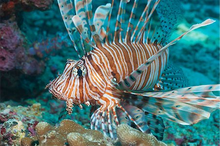 simsearch:841-06617110,k - Scorpionfish (common lionfish) (Pterois miles), Southern Thailand, Andaman Sea, Indian Ocean, Asia Photographie de stock - Rights-Managed, Code: 841-06617050