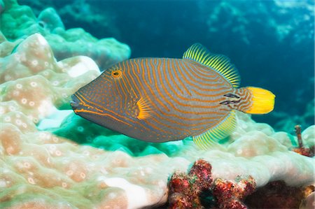 pez tropical - Orange Lined Triggerfish (Balistapus undulatus), Southern Thailand, Andaman Sea, Indian Ocean, Asia Foto de stock - Con derechos protegidos, Código: 841-06617051