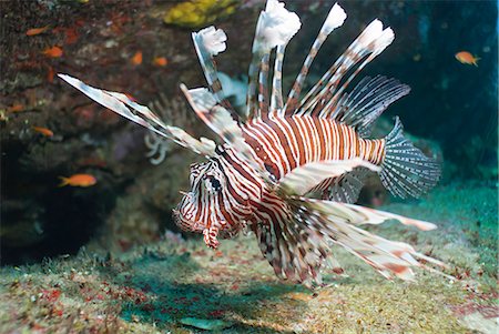 rascasse - Scorpionfish (common lionfish) (Pterois miles), Southern Thailand, Andaman Sea, Indian Ocean, Asia Photographie de stock - Rights-Managed, Code: 841-06617060